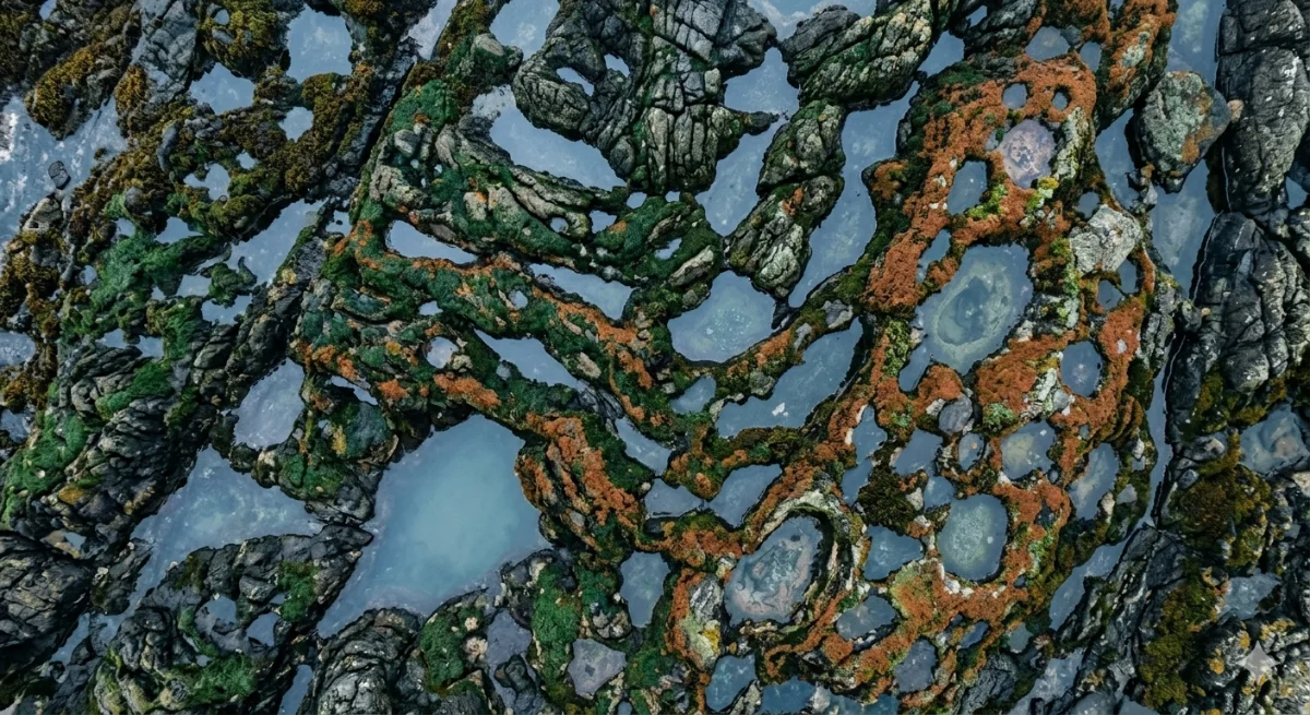 Alimentation anti-inflammatoire : ce que ça veut dire dans une vraie semaine